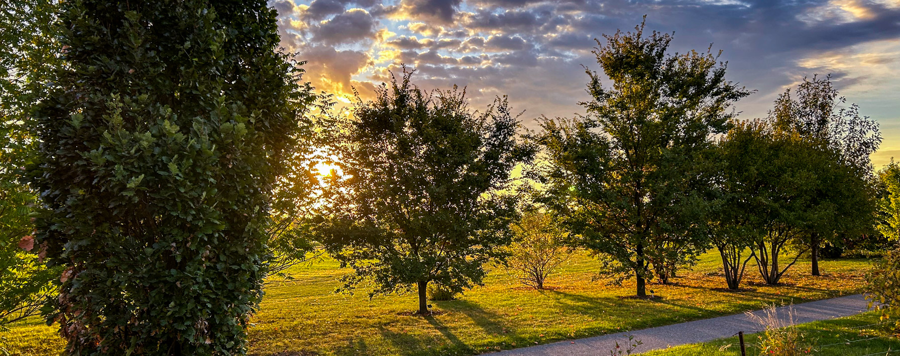 Morning sunlight through trees